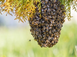 Killer Bees: Everything You Need to Know