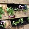 How to Make a Vertical Garden