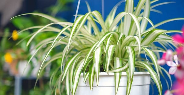 10 Indoor Plants That Are Impossible to Kill main image