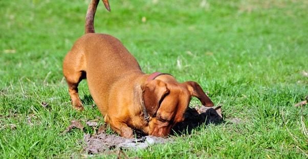 A dachshund digging in the backyard.
