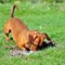 Yard vs. Dog: Keeping Both Healthy and Happy