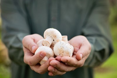Mushroom Farms: How to Grow Your Own Fungi