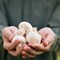 Mushroom Farms: How to Grow Your Own Fungi