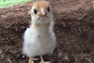 10 Things I Learned as a First Time Chicken Owner