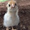 10 Things I Learned as a First Time Chicken Owner