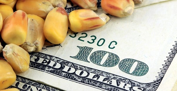 corn kernel commodities laying on top of several hundred dollar bills showing that commodities are worth money