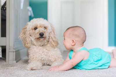 Upgrade Your Floors and Increase Your Home Value with Expert Carpet Replacement Services