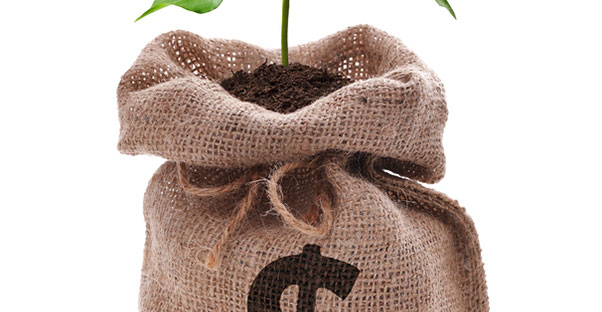 Tree planted in a bag of money