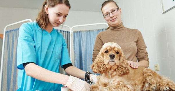 A veterinarian checks out a fluffy dog