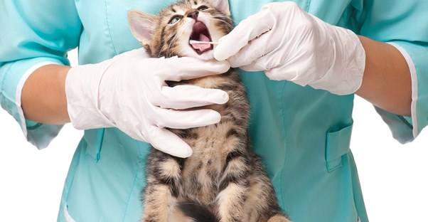 Veterinarian swabs the mouth of an adorable little kitten