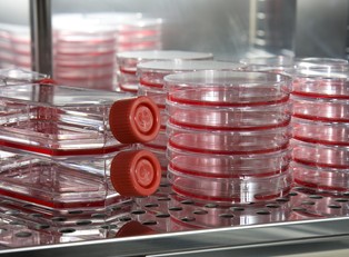 What Diseases Can Cord Blood Treat?