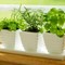 4 Container Garden Herbs to Grow for Your Kitchen