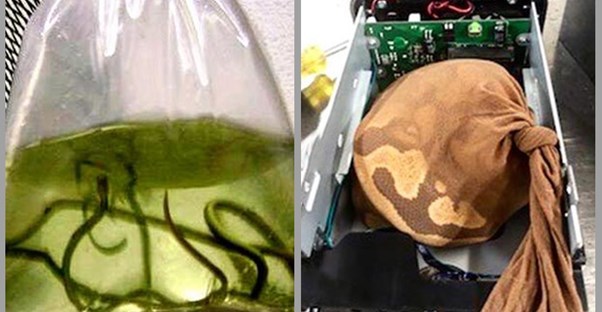 40 Most Out-of-the-Box Things Seized by the TSA main image