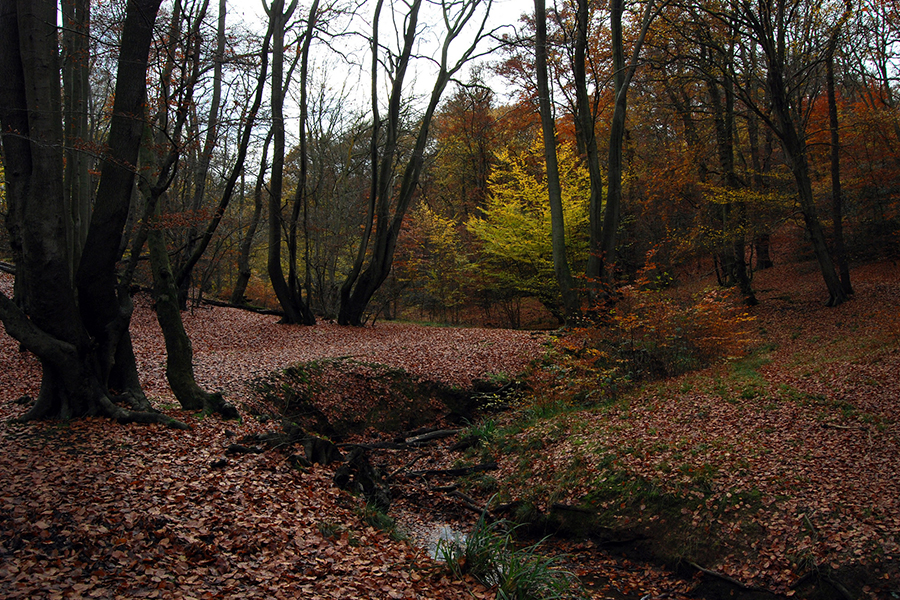 Epping Forest (Mirkwood)