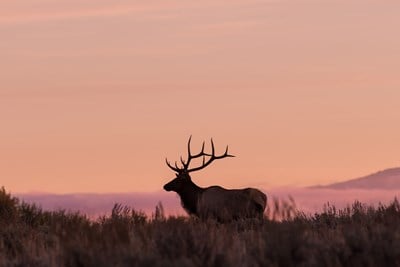 The Best Hunting Areas Across the U.S.