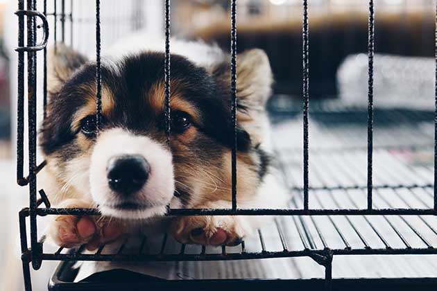 Missouri--Most Puppy Mills