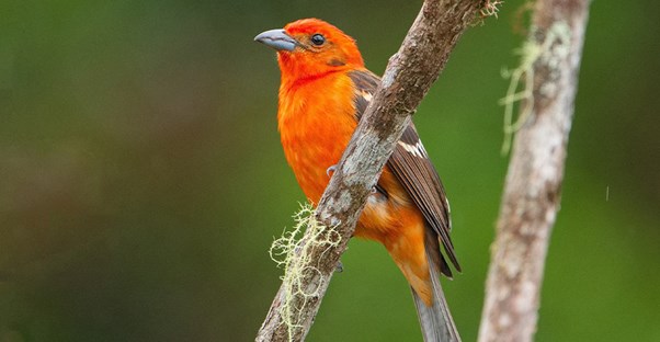 The Ultimate Birdwatching Experience: A Visual Guide to Costa Rica's Birdlife main image