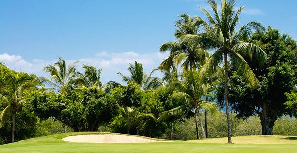 a golf course with many tropical palm trees