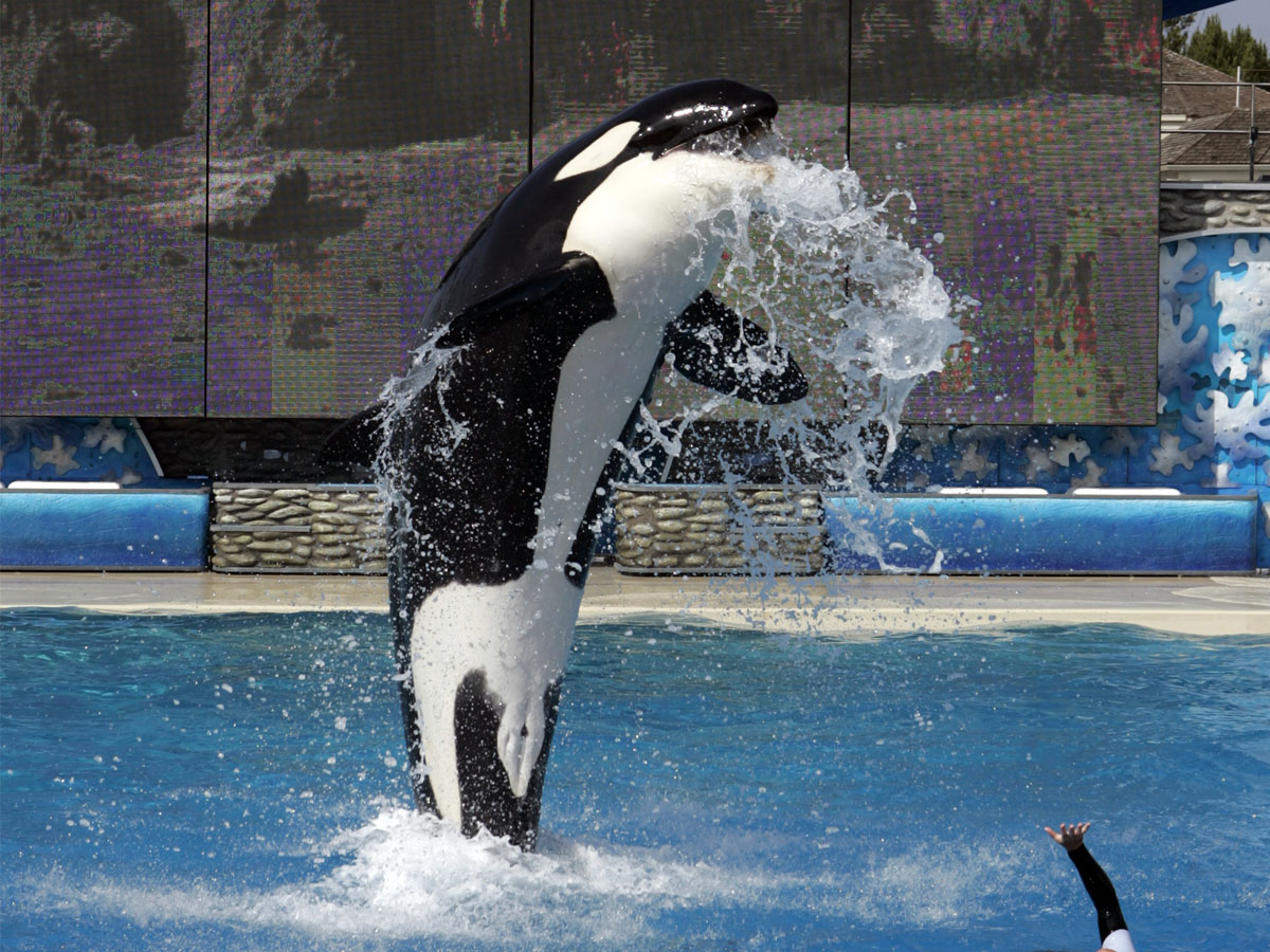 California – SeaWorld