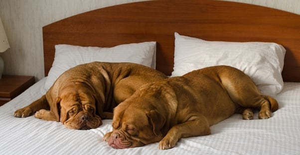 two dogs sleep on a hotel bed