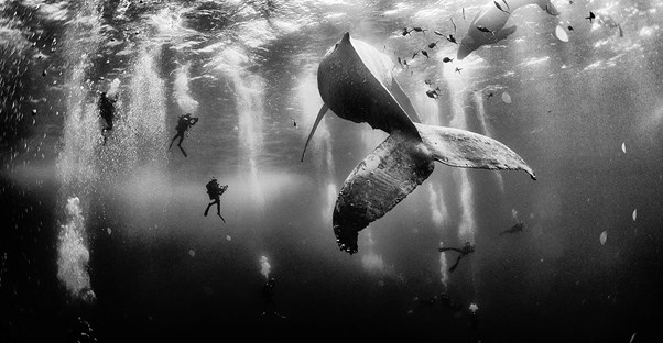 Anuar Patjane Floriuk won the grand prize for his photograph Whale Whisperers in the National Geographic Traveler photo contest.