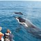 10 Ethical SeaWorld Alternatives