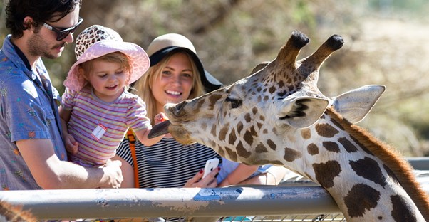 Family feeding a giraffe at the zoo
