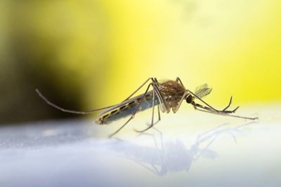 Travelers' Health: Zika in South America