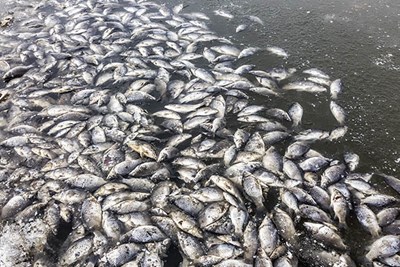 Understanding the 'Dead Zone' in the Gulf of Mexico