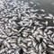 Understanding the 'Dead Zone' in the Gulf of Mexico