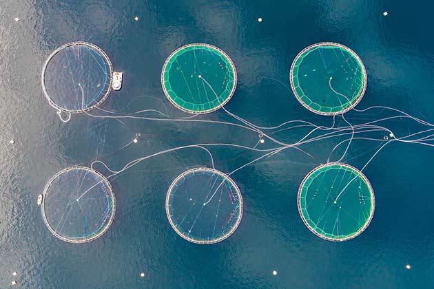 Gulf Dead Zone Reversal: Shellfish