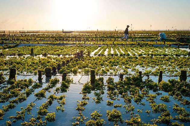 Gulf Dead Zone Reversal: Seaweed Farms