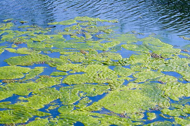 Dead Zone Causes: Algae Decomposition