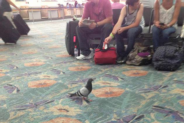 Someone should really tell him he can fly without a plane. 