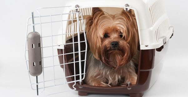 a dog sits in his kennel awaiting travel