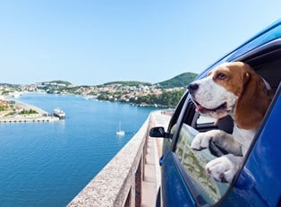 5 Tips for Road Trips with Your Pet
