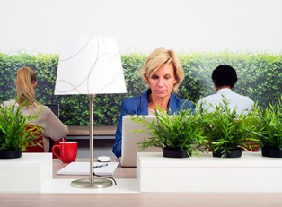 Dos and Don'ts of Office Plants