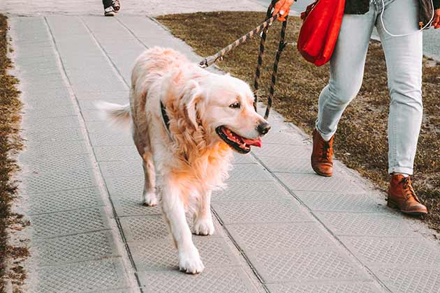 Take the Dog for a Walk