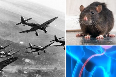 planes, a rat, and wire inside body
