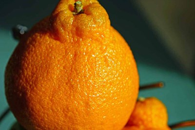 sumo citrus mandarin