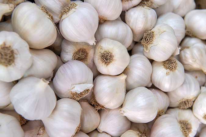 Garlic 