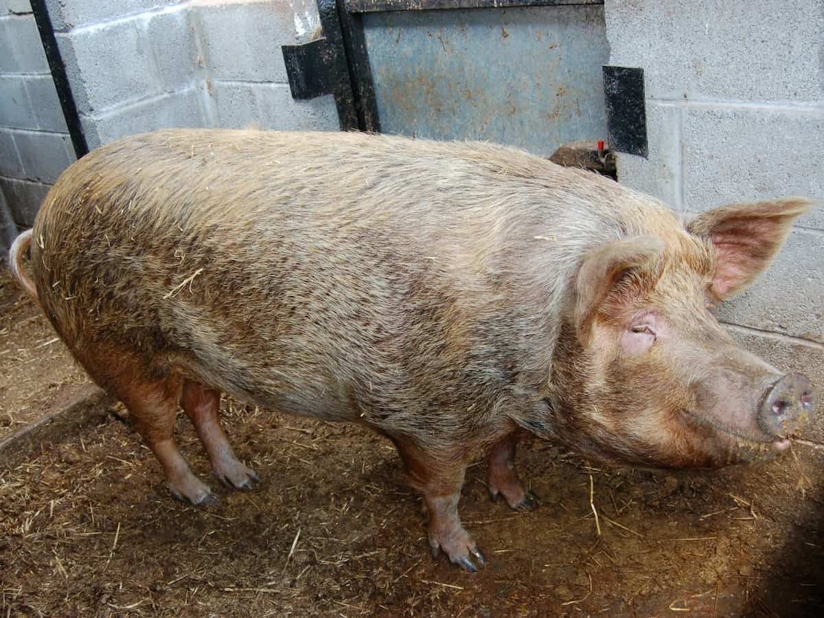 Pig Organs Enter Human Clinical Trials