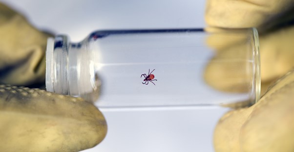 a person holding a safely removed tick